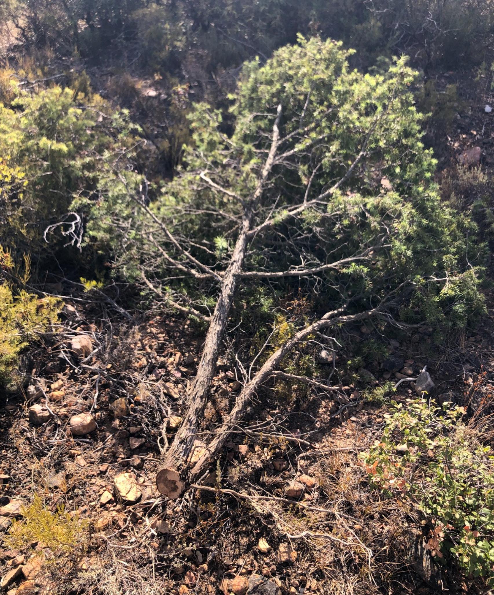 Tala de árboles en un camino de Orgaz (Toledo).