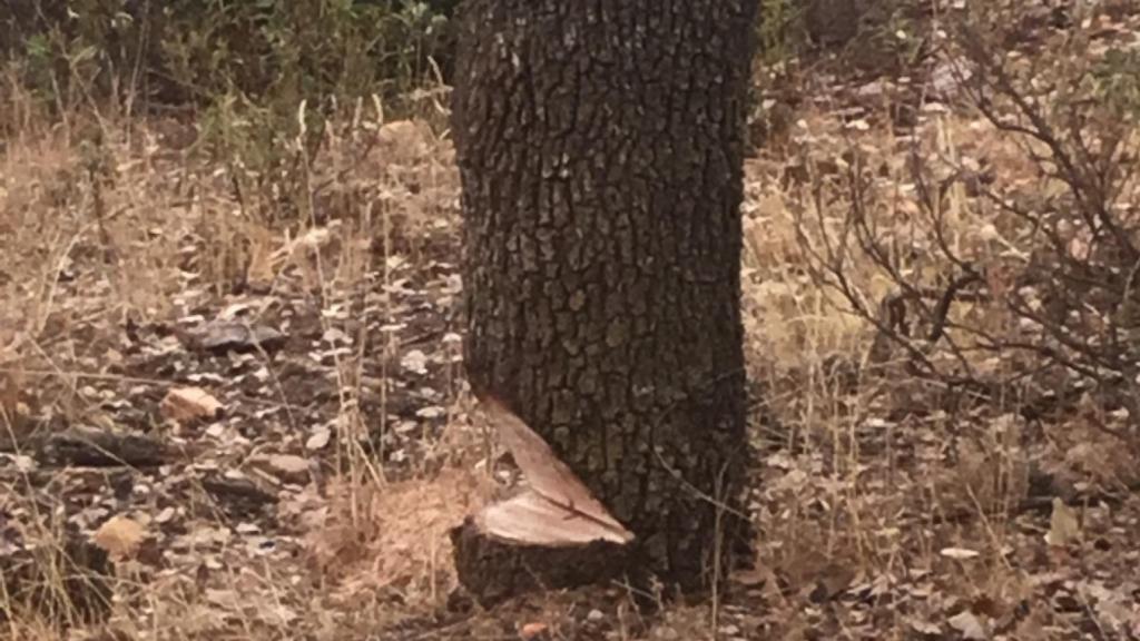 Tala de árboles en un camino de Orgaz (Toledo).