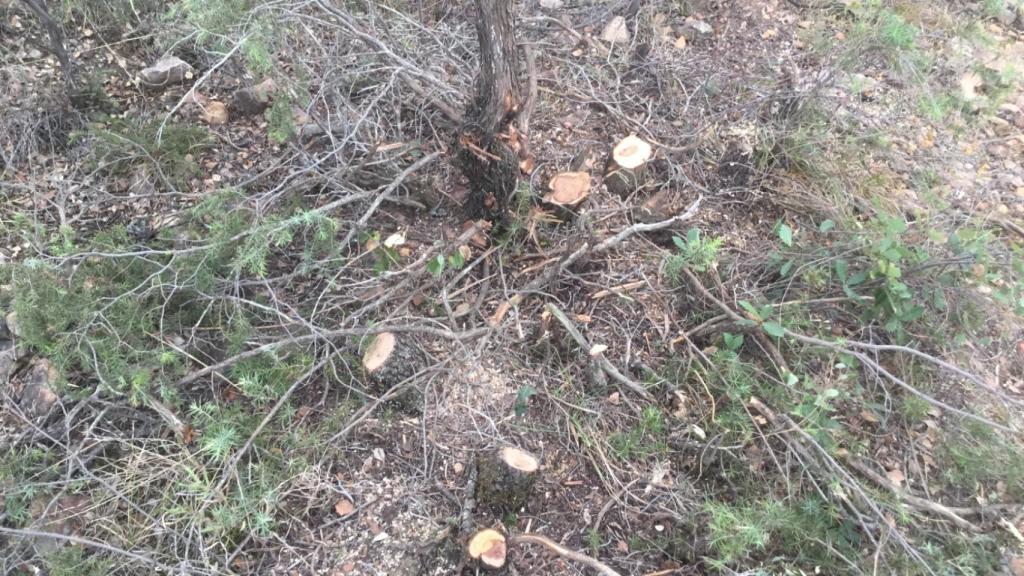 Tala de árboles en un camino de Orgaz (Toledo).