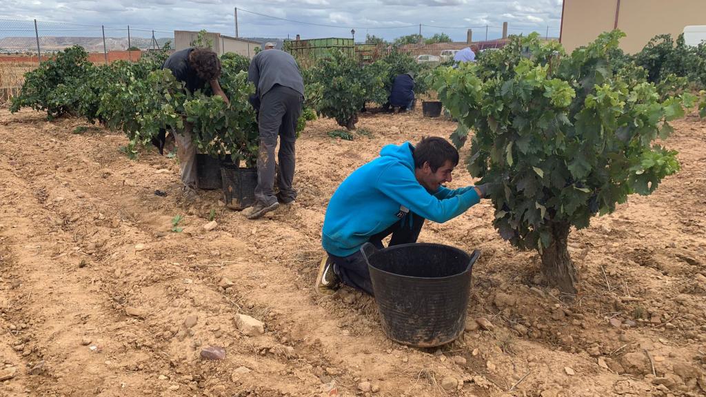 El joven Adrián Rodríguez vendimiando junto a sus compañeros