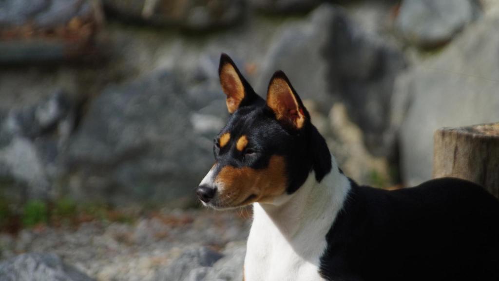 Basenji