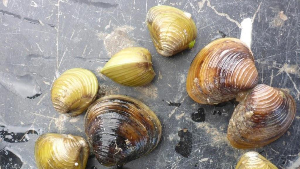 Ejemplares fluviales de la almeja asiática