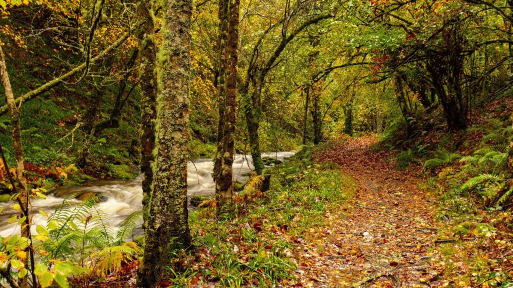 Reserva Natural de Muniellos