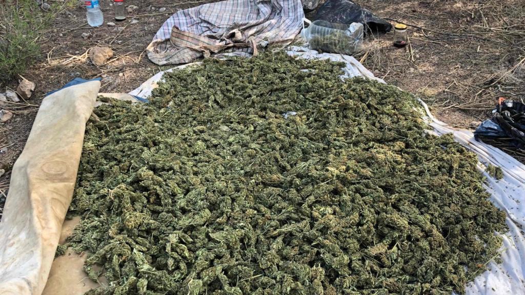 Marihuana incautada.