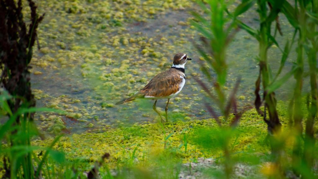 Imagen de archivo chorlitejo patinegro.