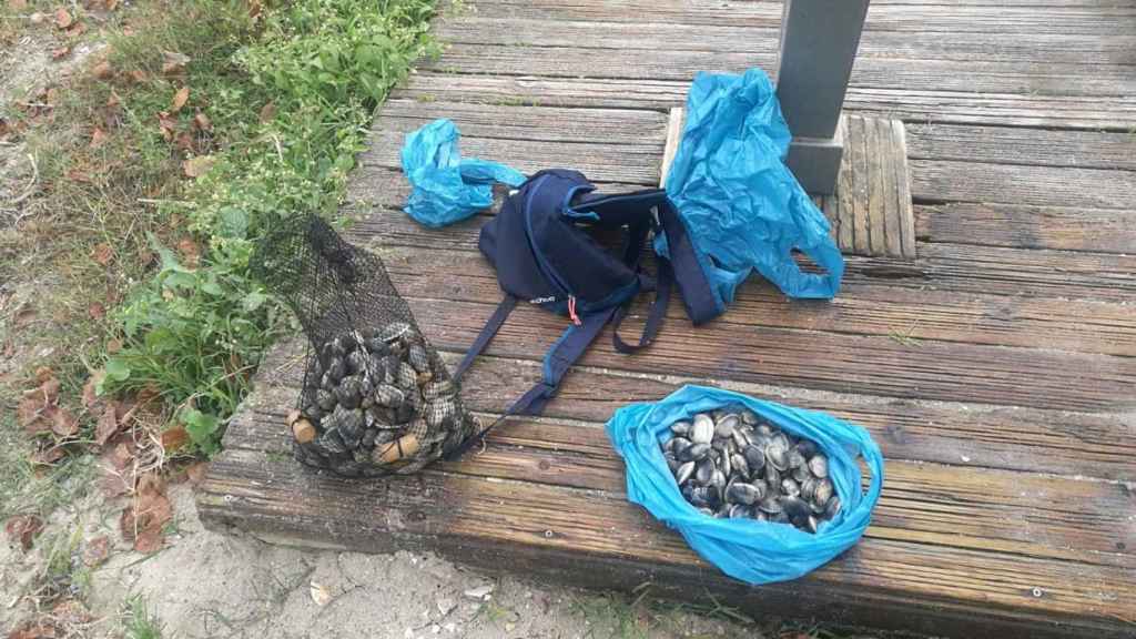 Almejas incautadas a un ‘furtivo’ que las extrajo ilegalmente en una zona con toxina en Teis (Vigo).