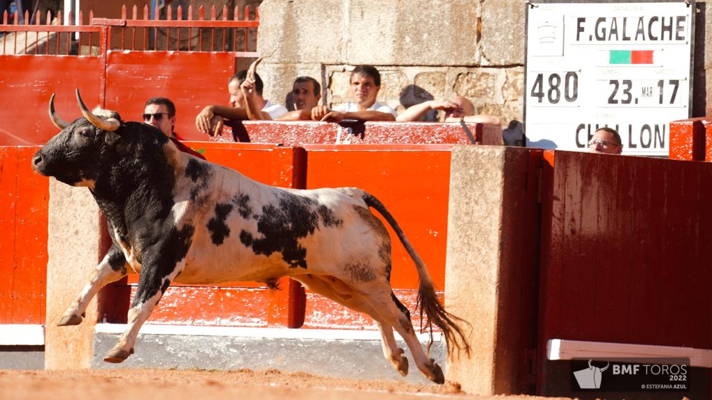 'Chillón', número 23, berrendo en negro, al que cortó las orejas Chaves y fue premiado con la vuelta al ruedo