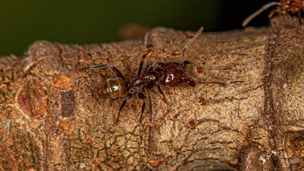 Una hormiga fantasma.