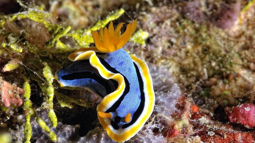 Babosa marina en el lecho del mar.