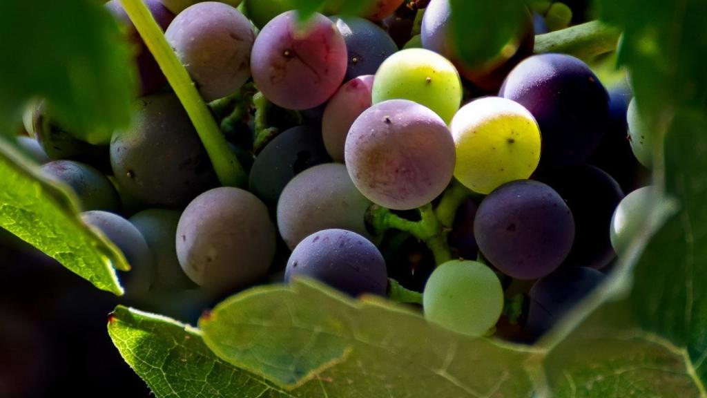 'Acunando el Racimo' de Carlos J Platero