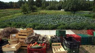 Explotación de agricultura ecológica en Cuéllar (Segovia)