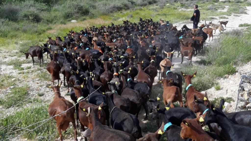 Parte del rebaño de María Tornero y su padre