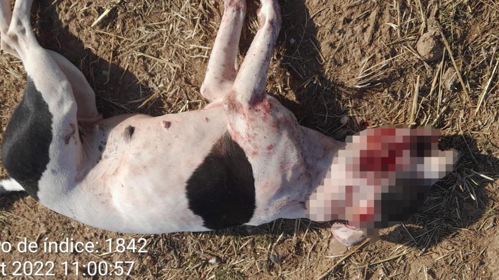 Melody, golpeada hasta la muerte