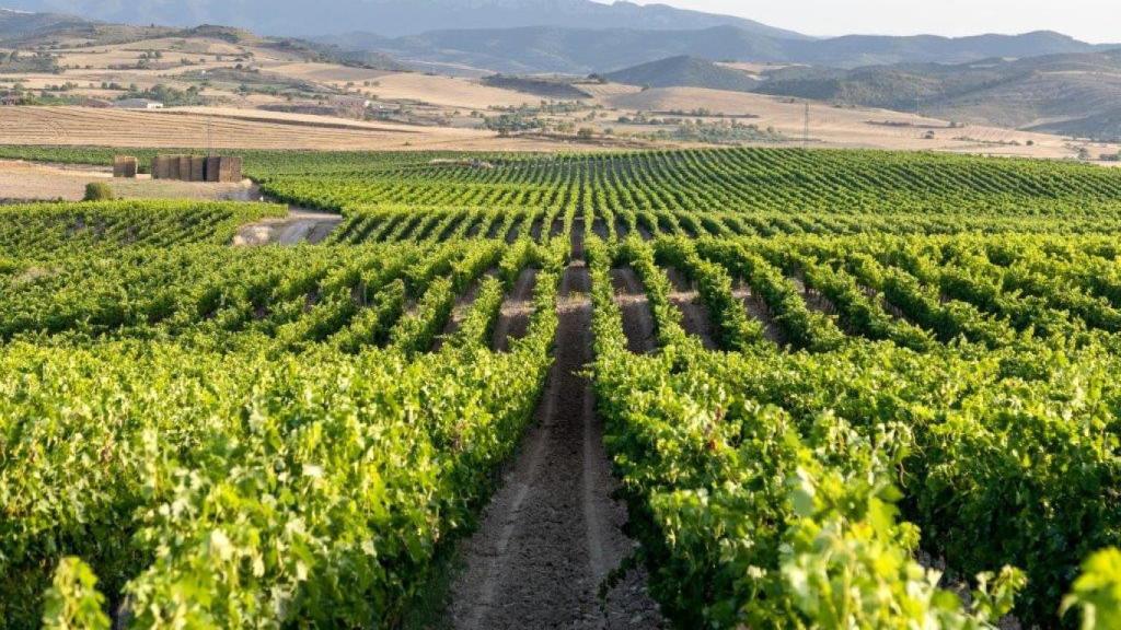 Viñedo de Finca La Pared