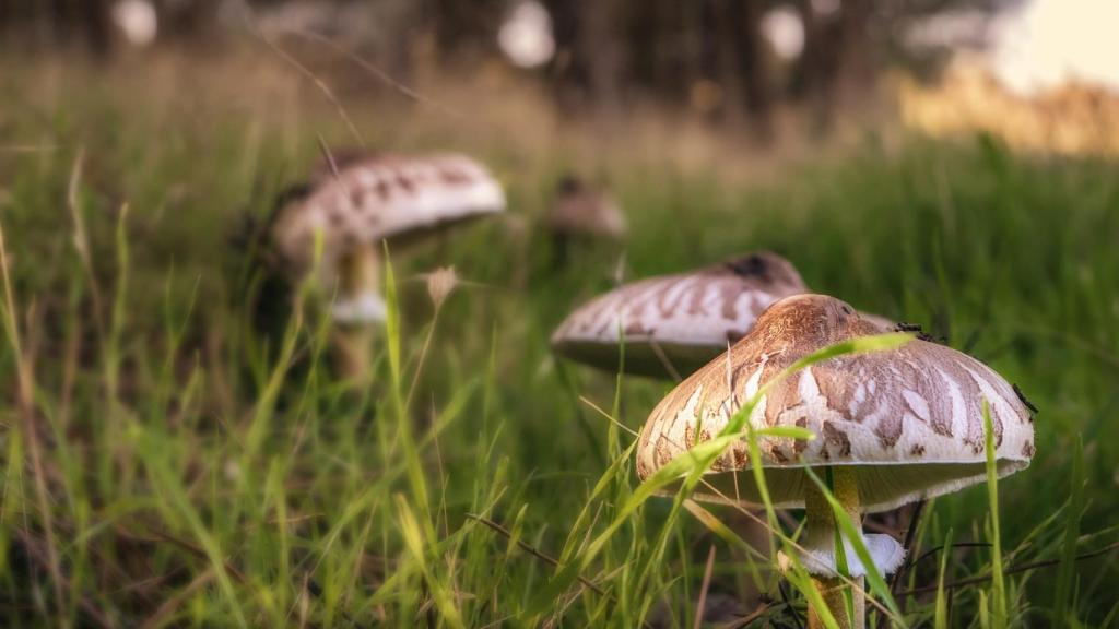 ¿Cuándo y dónde salen las setas en otoño?