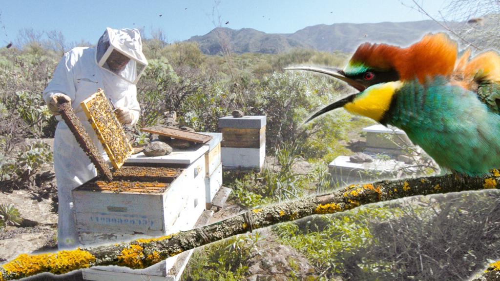 Foto de un abejaruco