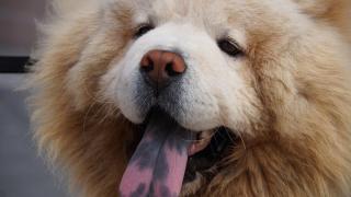 Estas son las razas de perros más independientes