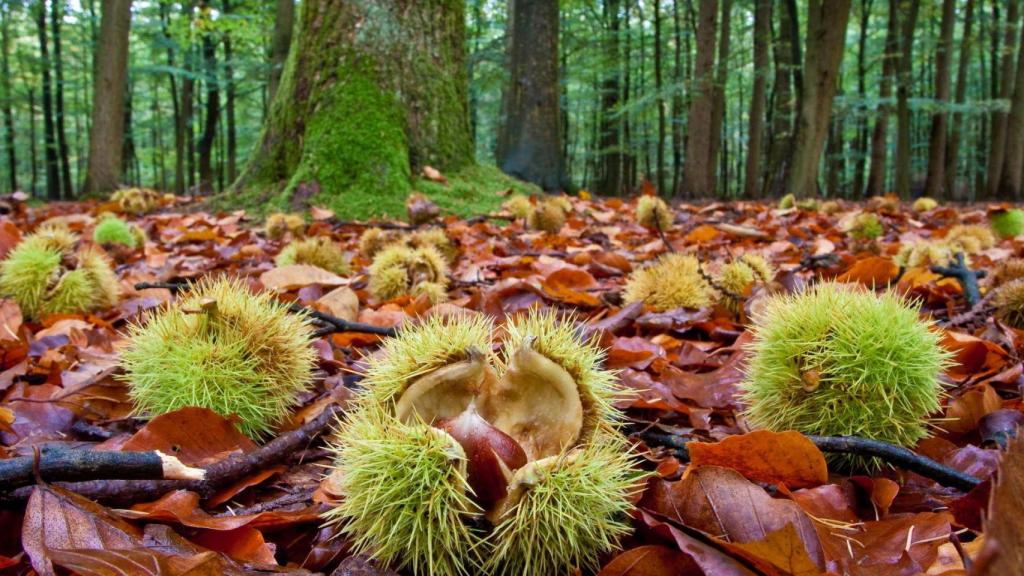 otoño-castaños-tiempo-galicia-1