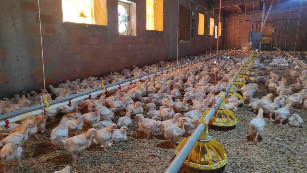 Los pollos en la granja de Eloy.