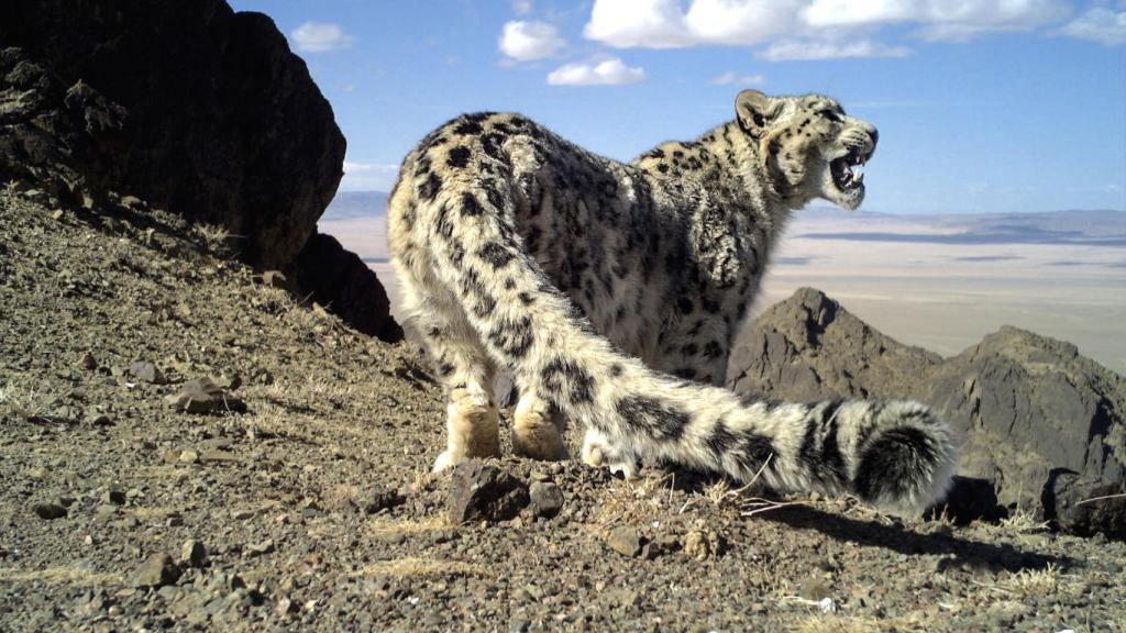 Leopardo de las nieves.