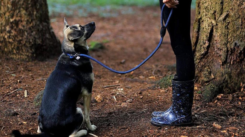Correas adiestradoras para perros