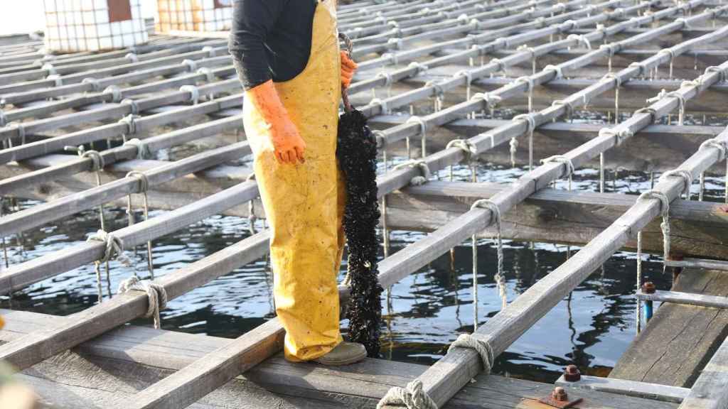 Mexillón de Galicia inicia en Vigo una campaña en los principales mercados de la comunidad