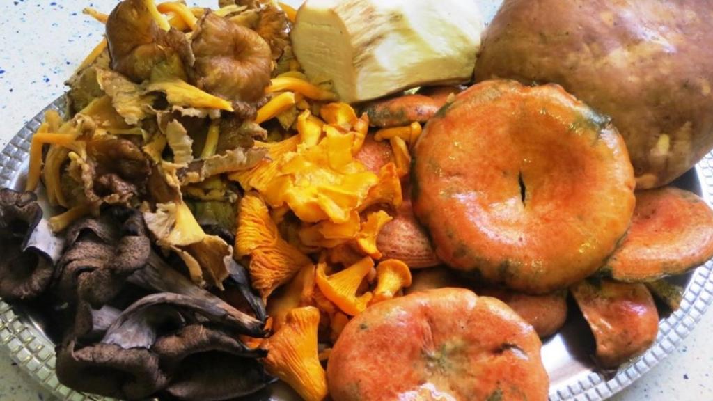 Plato de setas variadas preparadas para cocinas