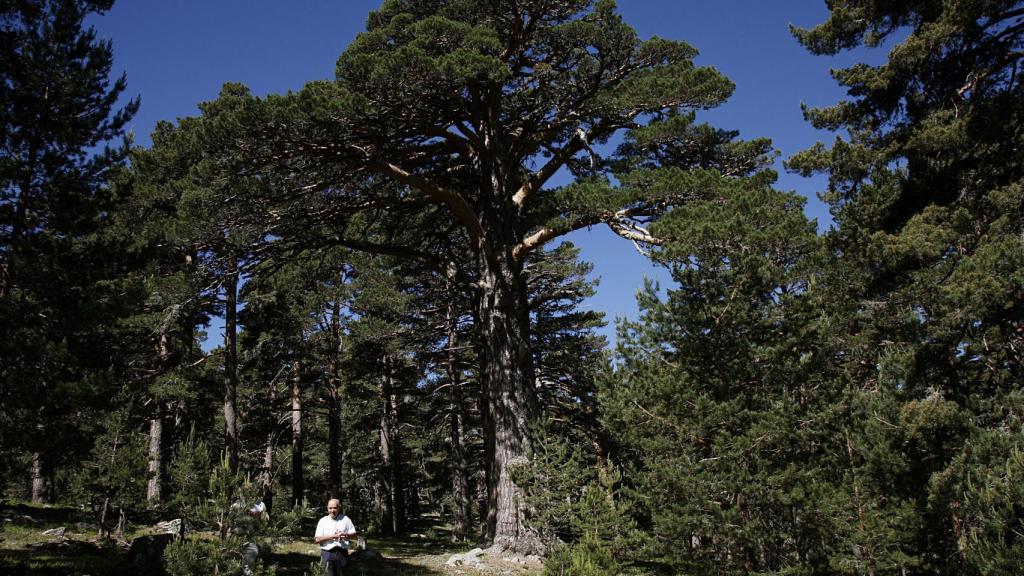 Imagen del bosque de Collado Tejeros, Soria