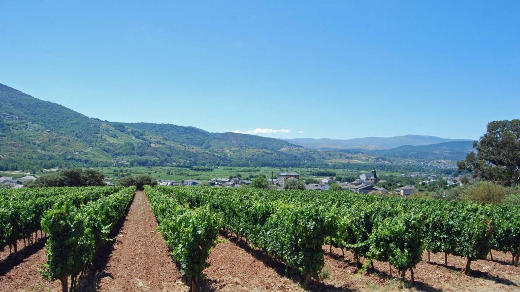 Viñedos en O Barco  (Foto Turismo de Galicia)