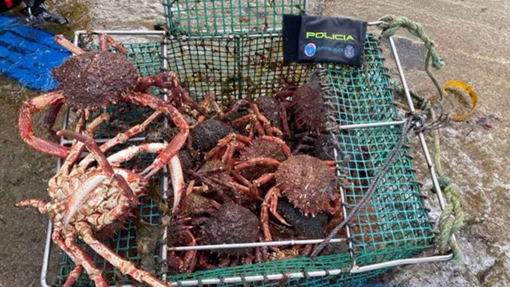 Imagen de las centollas incautadas.