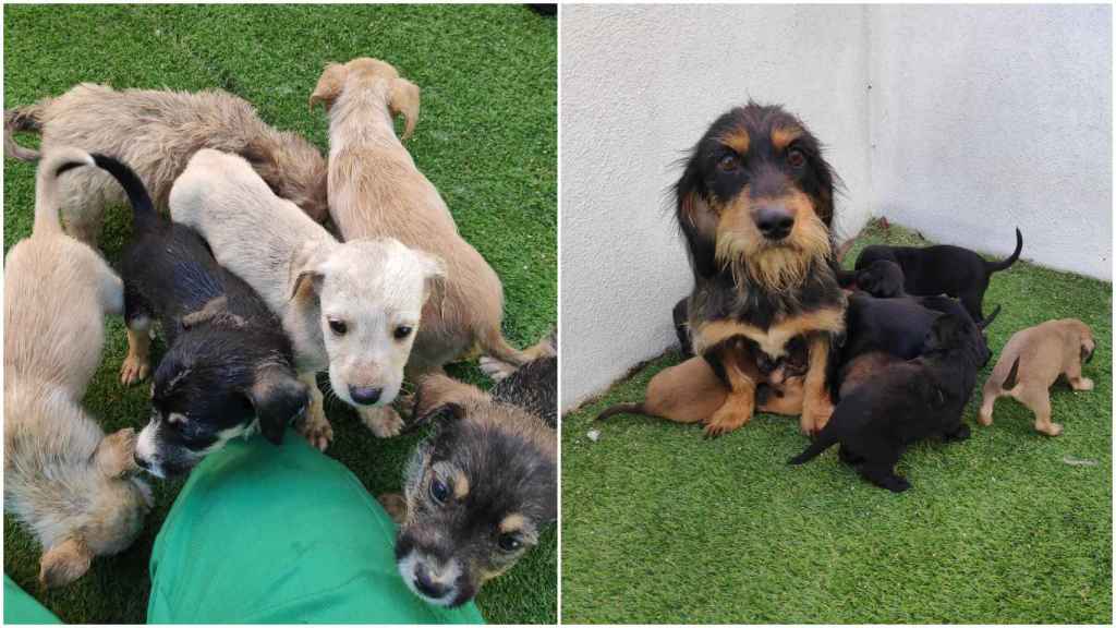 Las dos camadas rescatadas por el CAAN.