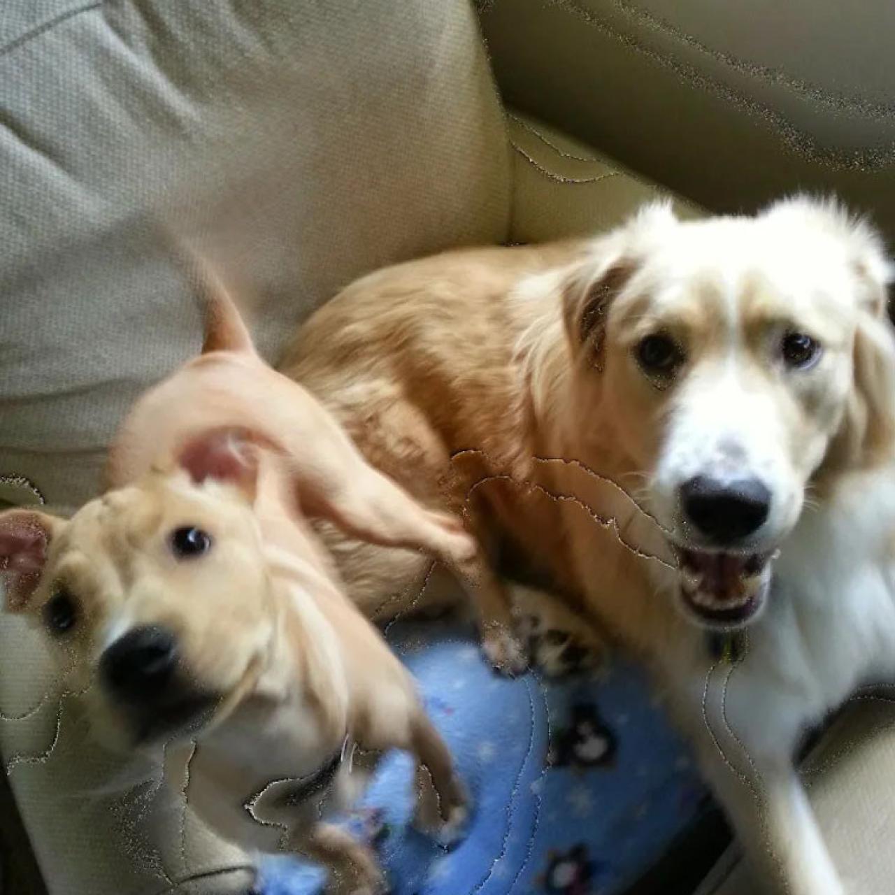 Foto dañada en Google Photos