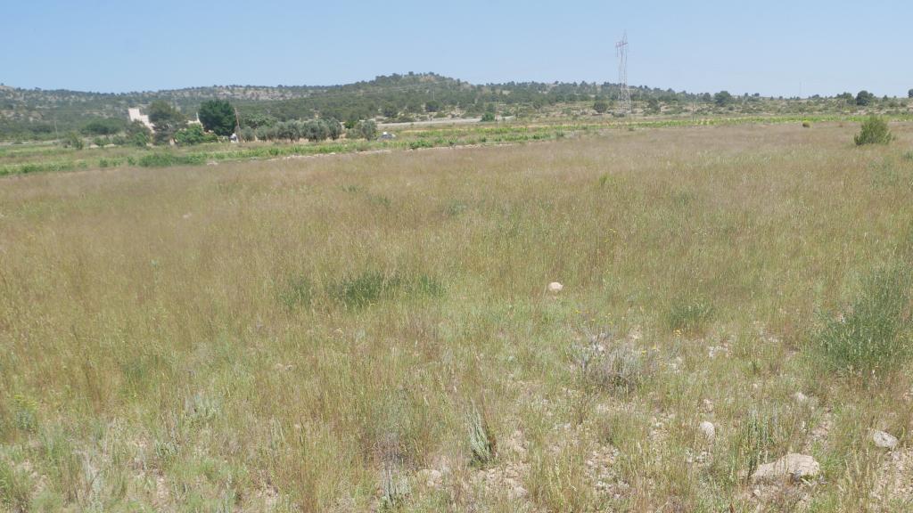 Terrenos donde se ubicará la planta.