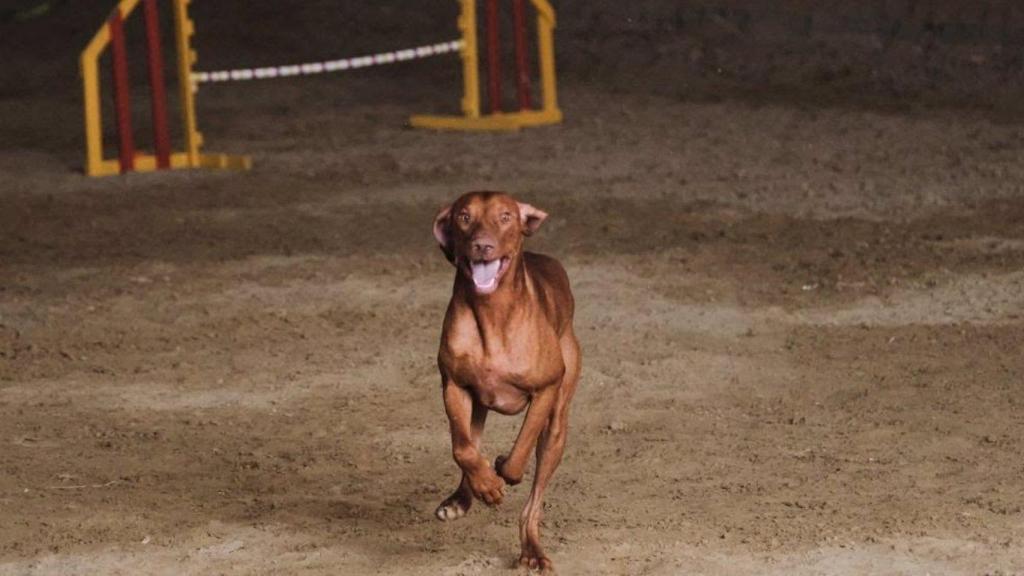 Raza de perro Braco Húngaro.