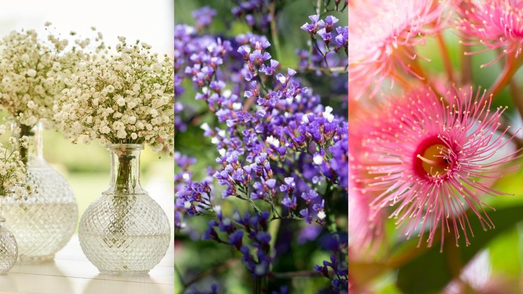 Por orden la flor paniculata, la statice y la de eucalipto.