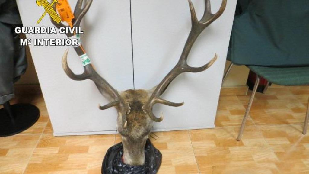 La cabeza de un ciervo macho decomisada por el Seprona en León