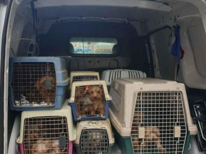 Imagen del rescate de los animales del criadero ilegal de Yorkshire.