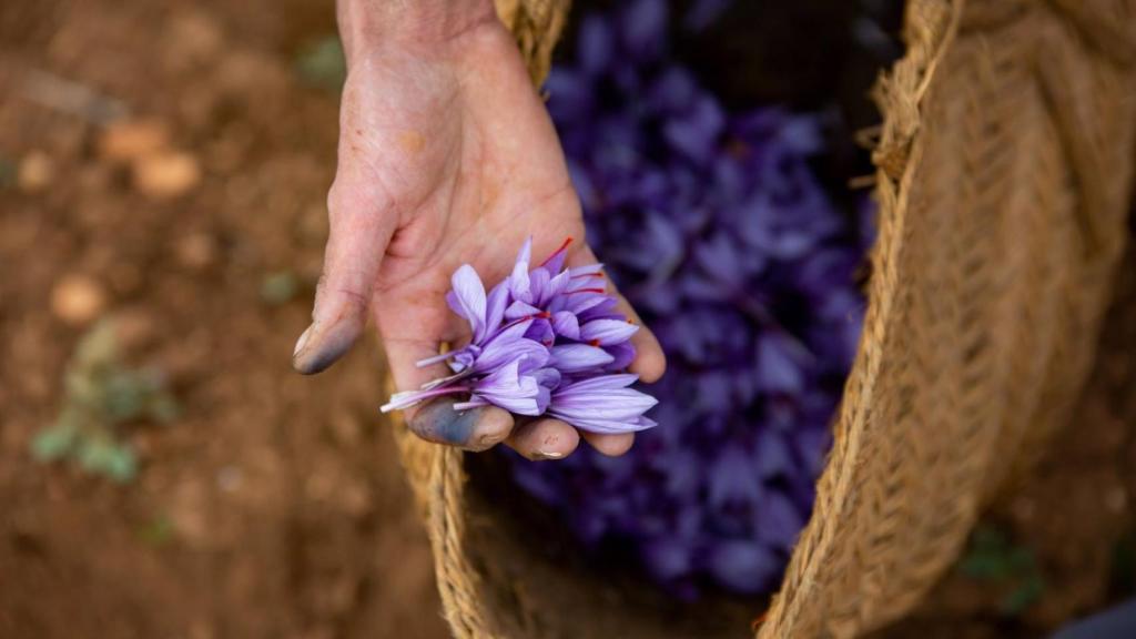 SOS al ministro Bolaños para salvar al azafrán de La Mancha de la extinción