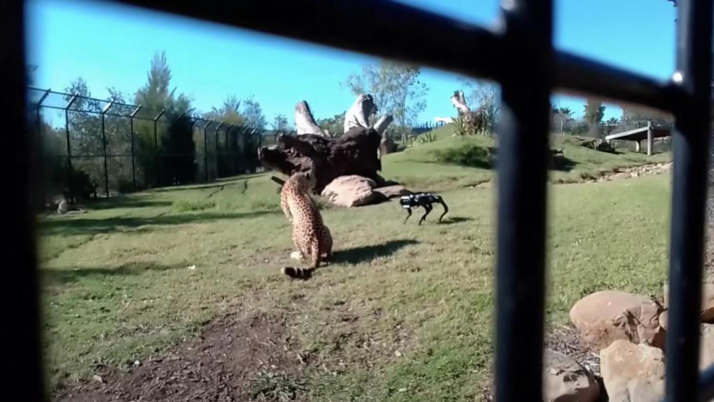 Guepardo contra el robot.