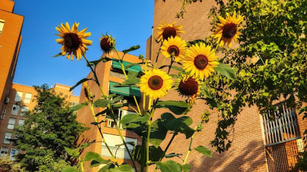 Unos girasoles en uno de los tiestos urbanos