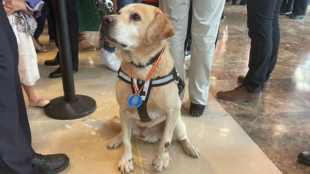 Badi, el único héroe de cuatro patas condecorado por su trayectoria.