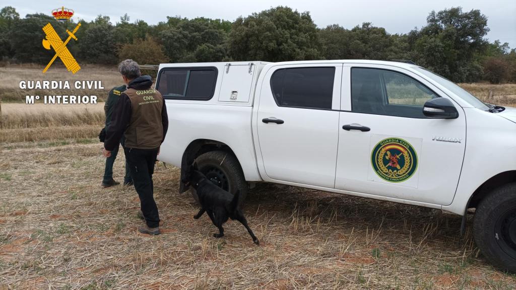 La Guardia Civil ha intervenido los cebos envenenados en Salamanca.