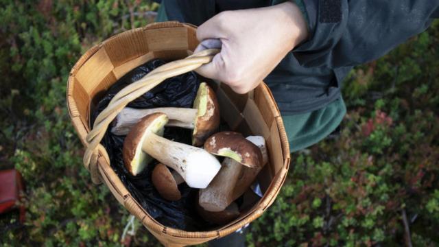 Un cesto con setas.