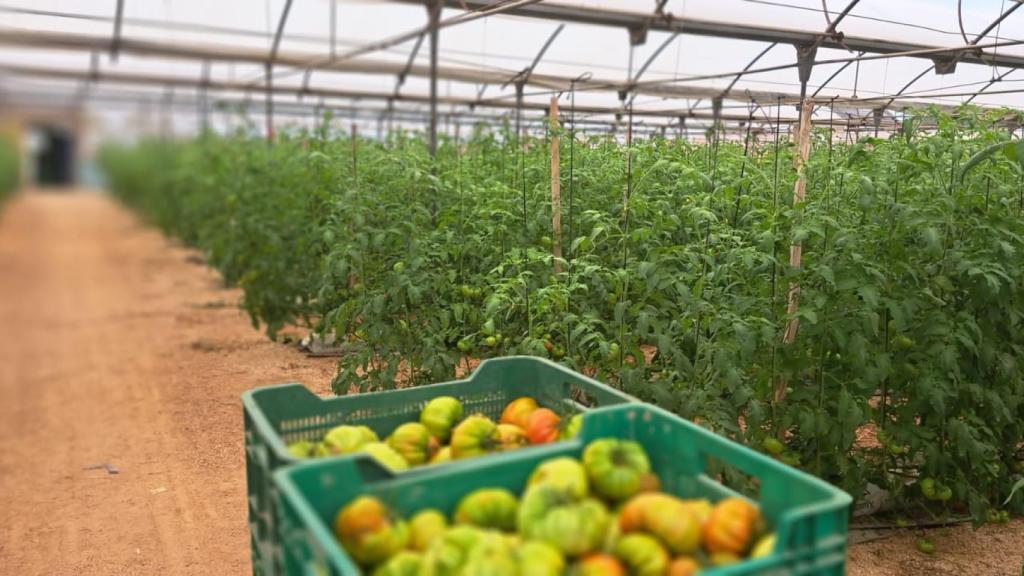 Clara regenta una explotación de 7.000 metros de cultivo hidropónico en Las Bayas.