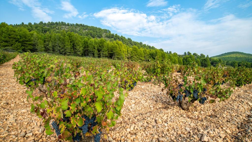Valle del Aceniche en Bullas