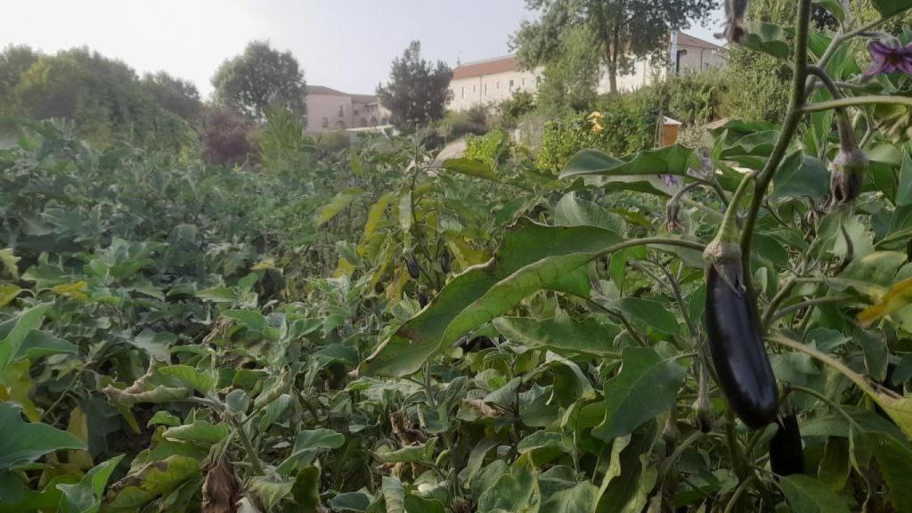 Una berenjena en la huerta