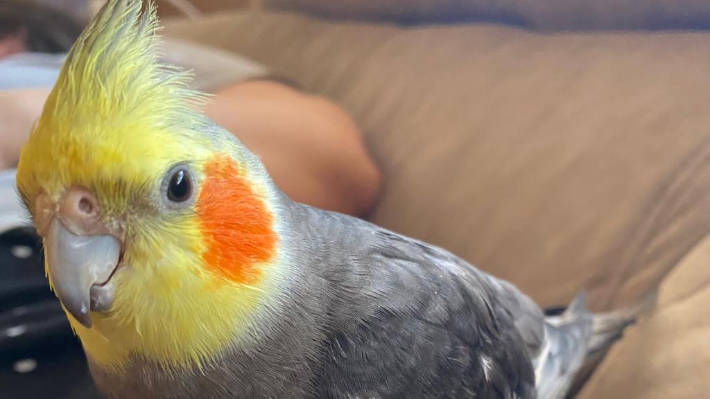 Moñi, la ninfa fugada en Valladolid, en su casa.