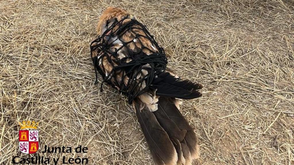 Águila herida y rescatada