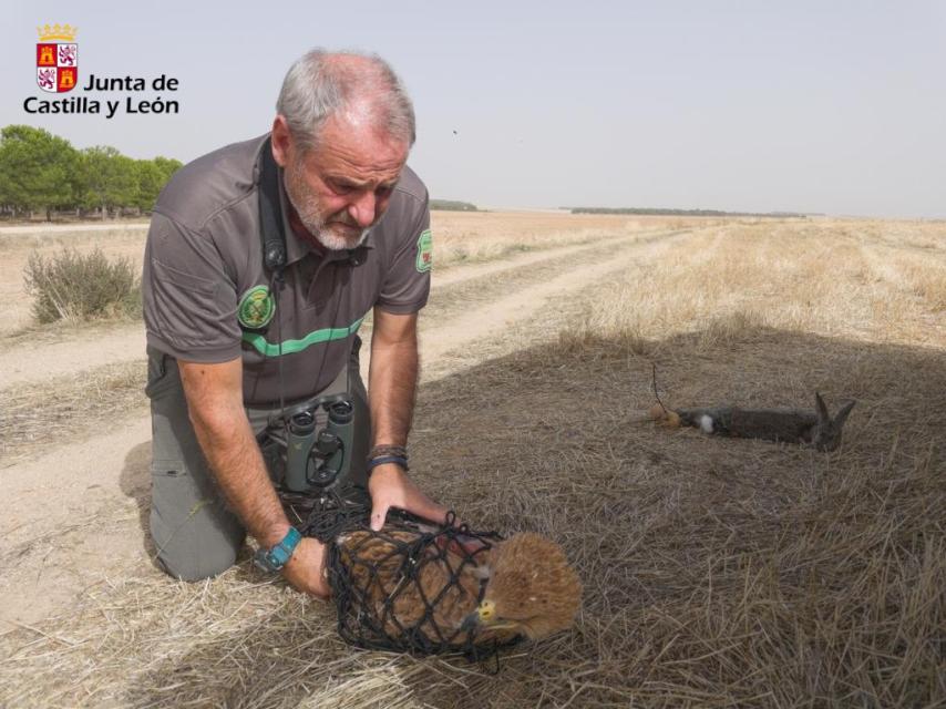 Dos de las tres águilas imperiales criadas en el Centro de Recuperación ya están rumbo a Aragón