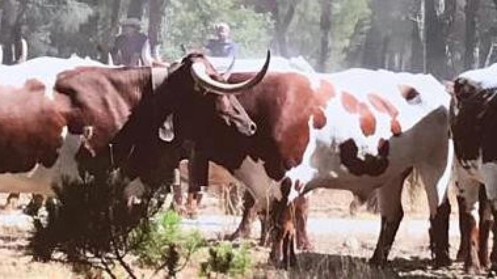 30 bueyes realizarán la trashumancia tradicional por tierras vallisoletanas